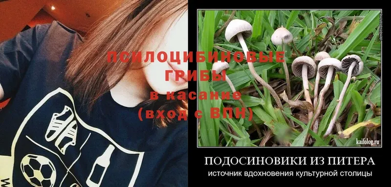 блэк спрут как войти  где продают наркотики  Байкальск  Псилоцибиновые грибы Cubensis 